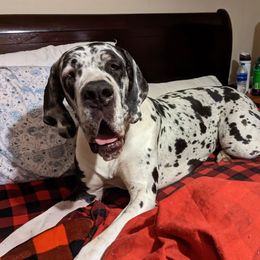 Velma - Great Dane