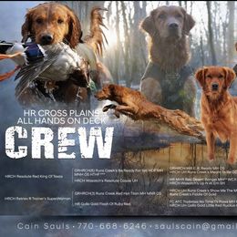 Golden Retriever puppies from Companion Goldens of the Carolinas