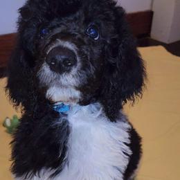 Poodle Puppies from White Comet Poodles