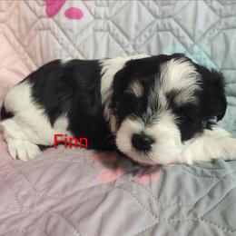 Finn - Parti male Miniature Schnauzer puppy in Diana, Texas from Happy Pawz Schnauzers