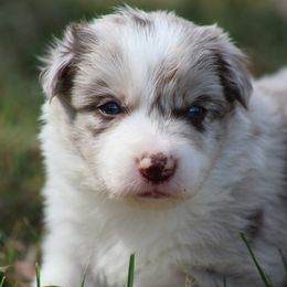 RM boy 2 - Red merle male Border Collie puppy in Tylertown, Mississippi from Cool Meadow Farms