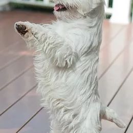 West Highland White Terriers from Wildwood Westies