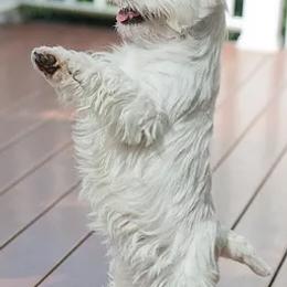 West Highland White Terriers from Wildwood Westies