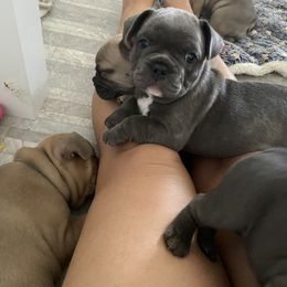 French Bulldog Puppies from Happy French Bulldogs