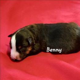 Benny - Black tri male Miniature Australian Shepherd puppy in Waxhaw, North Carolina from Cane Creek Aussies