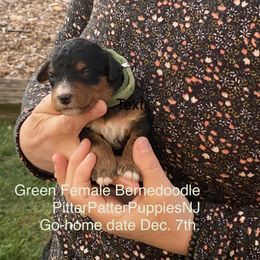 Bernedoodle Puppies from Pitter Patter Puppies NJ