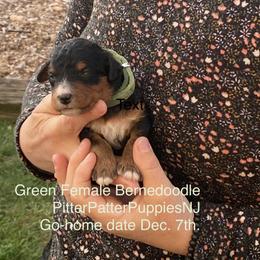 Bernedoodle Puppies from Pitter Patter Puppies NJ