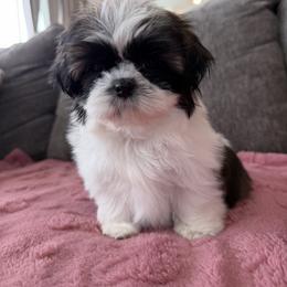 Lilly - Black gold and white female Shih Tzu puppy in Bakersfield, California from Little pumpkin Shih Tzu’s