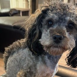 Diesel - Poodle
