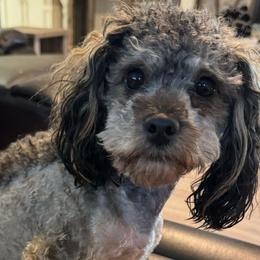 Diesel - Poodle