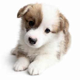 Turkey - Red male Pembroke Welsh Corgi puppy in Colbert, Washington from Siclair Crowns Corgis