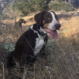 River - Catahoula Leopard Dog