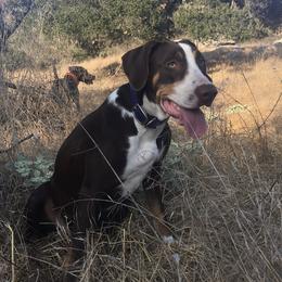 River - Catahoula Leopard Dog