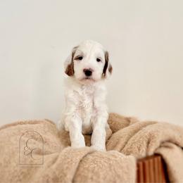 Pick 3 - Petite Male - Cream male Goldendoodle puppy in Madisonville, Kentucky from Carlie and Co. Goldendoodles