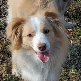 Miniature Australian Shepherd and Toy Australian Shepherd All Grown Up from Ashby Lou Aussies