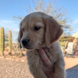 Red - Golden male Golden Retriever puppy in San Tan Valley, Arizona from Top Gun Golden Retrievers