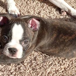 Boston Terriers from VALERIE GRAPENTINE