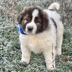 Girl 1 - Karakachan puppy from Rock Solid Ranch