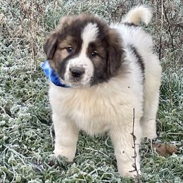 Girl 1 - Karakachan puppy from Rock Solid Ranch
