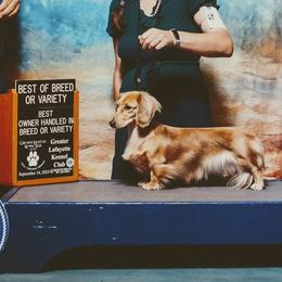 Lady - Dachshund