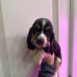 Ronald Weasley - Black white and brown male Basset Hound puppy in Leroy, Michigan from Iron Sentry Farms