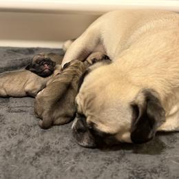 Pug Puppies from Sweet Mercy Farm