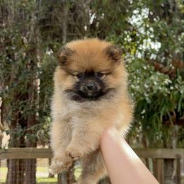 Tiny Amber - Orange sable female Pomeranian puppy in Naples, Florida from 🤎 Dreaming Puppies 🐶