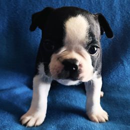 Goose pup 3 - Brindle and white male Boston Terrier puppy in Paulden, Arizona from Gold Buckle Kennel