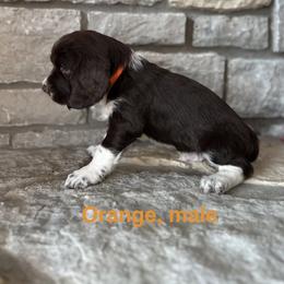 Orange - Liver and white male English Springer Spaniel puppy in Cincinnati, Ohio from Torco Play Acres