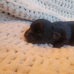 Havapoo Puppies from Little Wyo Doodles