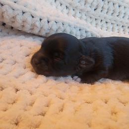 Havapoo Puppies from Little Wyo Doodles