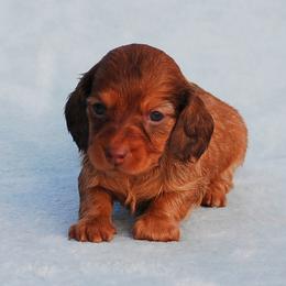 AKC Kahlua - Red female Dachshund puppy in Billings, Missouri from Bundles of Joy