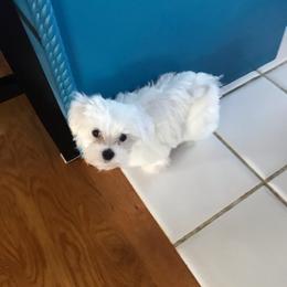 Maltese Puppies from TCBs Glowing Maltese