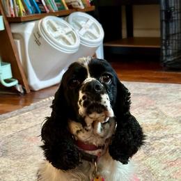 Maggie - Cocker Spaniel