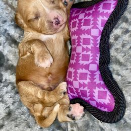Cavalier King Charles Spaniel Puppies from Sunset Valley Cavaliers