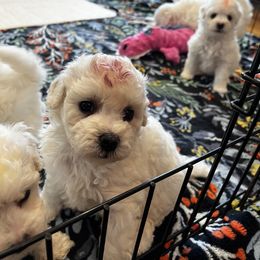 Brown - White female Bichon Frise puppy in Wilmington, North Carolina from Cape Fear Bichons