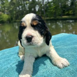 Boy 4 - Black and white male English Springer Spaniel puppy in Tabor City, North Carolina from Big Bay Kennels LLC