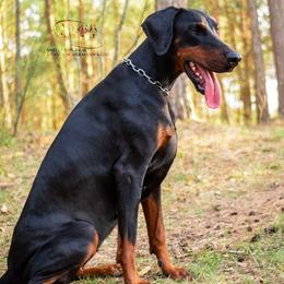 Saya - Black and rust female Doberman Pinscher puppy in China Township, Michigan from Snell's Superior Kennel Dobermann & GSP