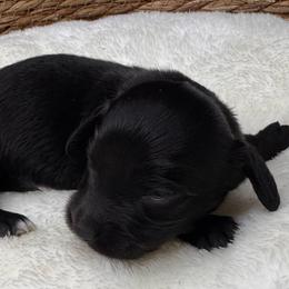 Salem - Black and tan female Dachshund puppy in Wallingford, Kentucky from Hensley Homestead Dachshunds