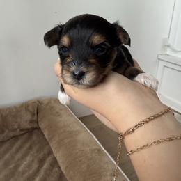Birdie - Black and tan female Yorkshire Terrier puppy in Elk Ridge, Utah from Janita's Yorkshire Terriers