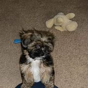 Shorkie All Grown Up from Wilson Kennel