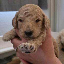 Toffee - Apricot male Double Doodle puppy in Oceanside, California from Strong Mountain Doodles