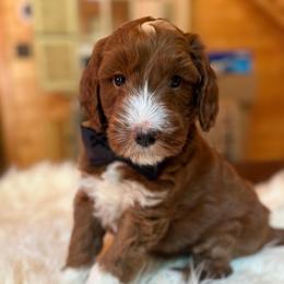 Rico - Red  male Goldendoodle puppy in Pine Grove, California from Lundee Doodles