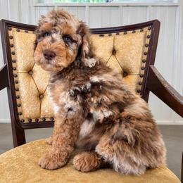 Dewey - Chocolate merle male Bernedoodle puppy in Savannah, Missouri from Rose Creek Mini Aussies and doodles