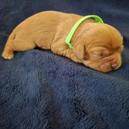 Clover - Ruby female Cavalier King Charles Spaniel puppy in Sunny Valley, Oregon from Sunny Valley Cavaliers