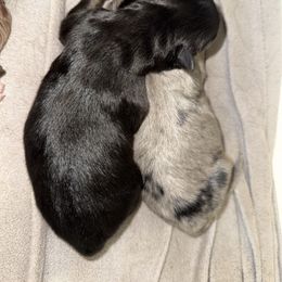 Boy 1 - Black male Australian Shepherd puppy in East Hartford, Connecticut from CT Aussies