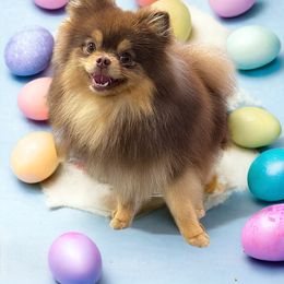 Bentley - Pomeranian