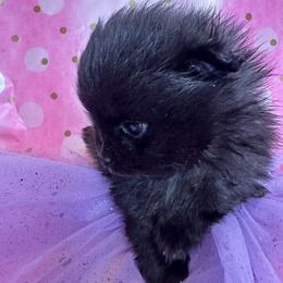 Violet - Black female Pomeranian puppy in Scio, Oregon from Mac Daddy Poms