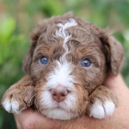 Harry Potter - male Golden Mountain Doodle puppy in Murray, Utah from Good Looking Dogs