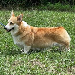 Cashmere - Red female Pembroke Welsh Corgi puppy in Griffin, Georgia from Rollnoaks & Cottontail AKC Pembroke Welsh Corgis